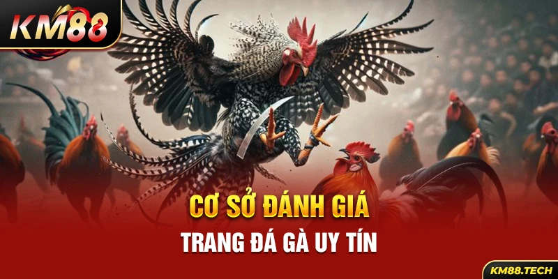 Cơ sở đánh giá trang đá gà uy tín