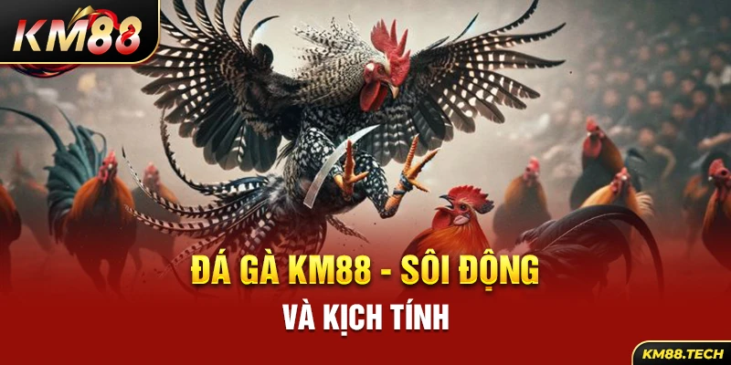 Đá gà KM88 - sôi động và kịch tính