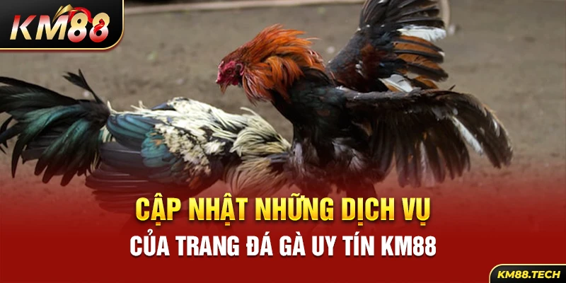 Cập nhật những dịch vụ của trang đá gà uy tín KM88