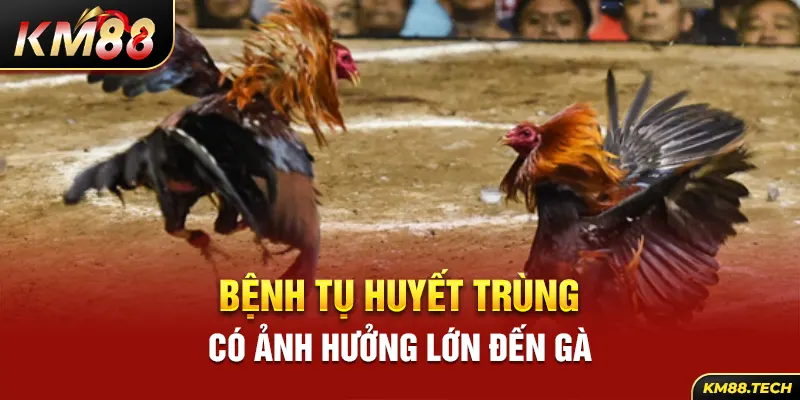 Bệnh tụ huyết trùng có ảnh hưởng lớn đến gà