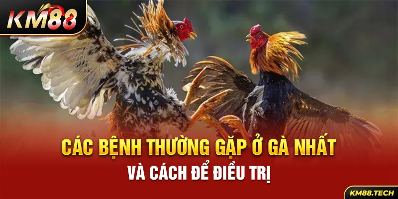 Các bệnh thường gặp ở gà nhất và cách để điều trị