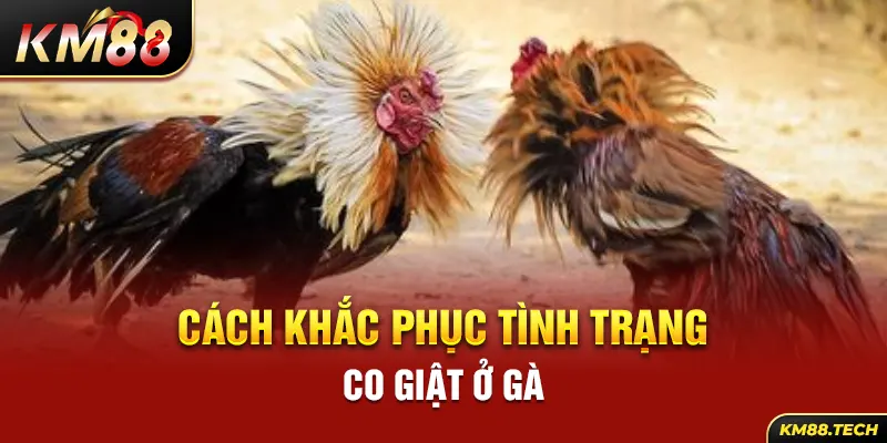 Cách khắc phục tình trạng co giật ở gà