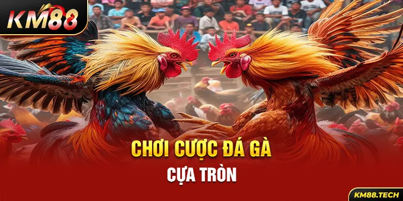 Chơi cược đá gà cựa tròn 