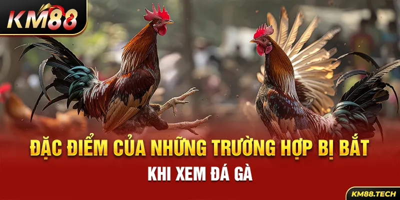 Đặc điểm của những trường hợp bị bắt khi xem đá gà