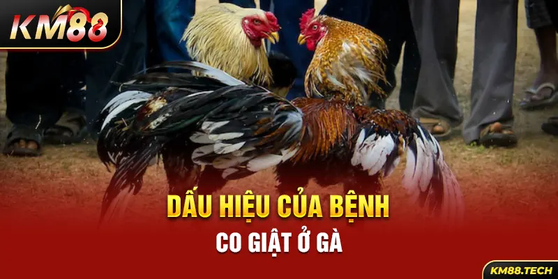 Dấu hiệu của bệnh co giật ở gà