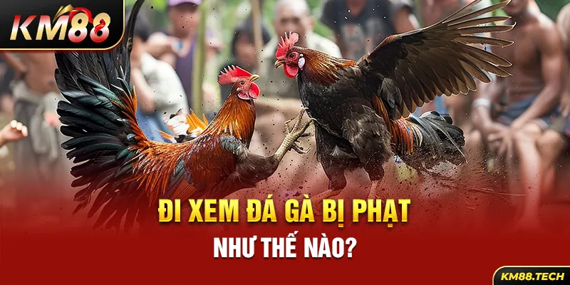 Đi xem đá gà bị phạt như thế nào?