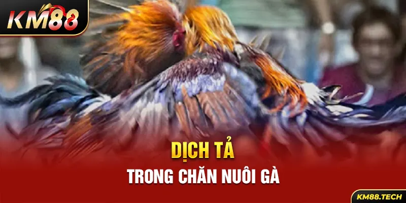 Dịch tả trong chăn nuôi gà