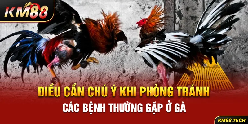 Một số lưu ý quan trọng khi phòng bệnh ở gà