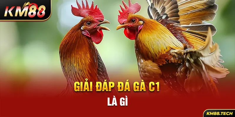 Giải đáp đá gà C1 là gì