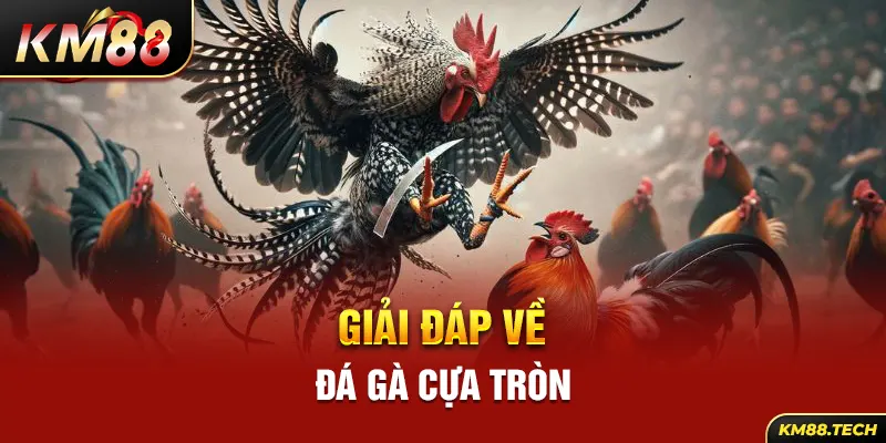 Giải đáp về: Đá gà cựa tròn 