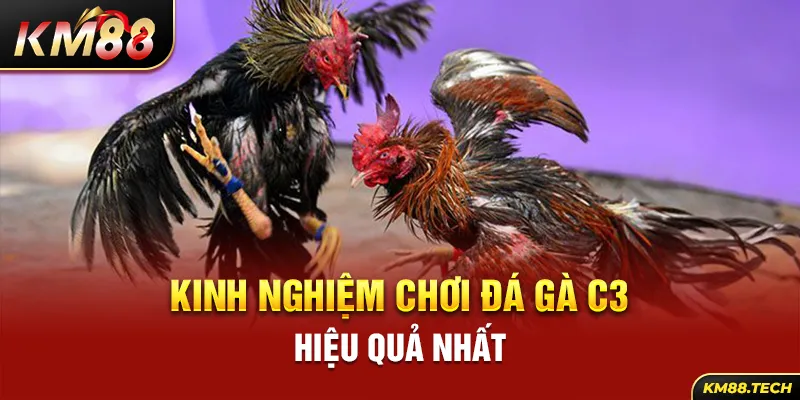 Kinh nghiệm chơi đá gà C3 hiệu quả nhất