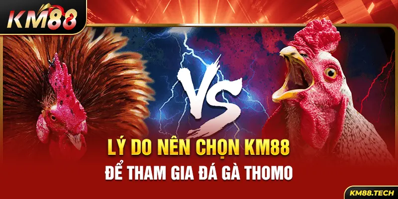 Lý do nên chọn KM88 để tham gia đá gà thomo