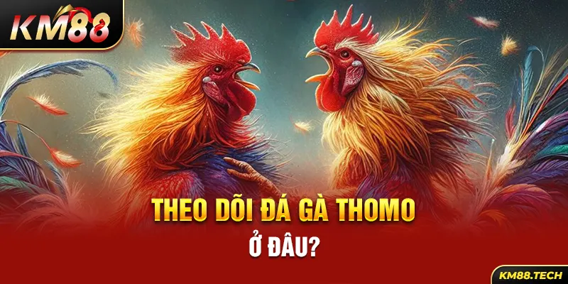 Theo dõi đá gà thomo ở đâu?