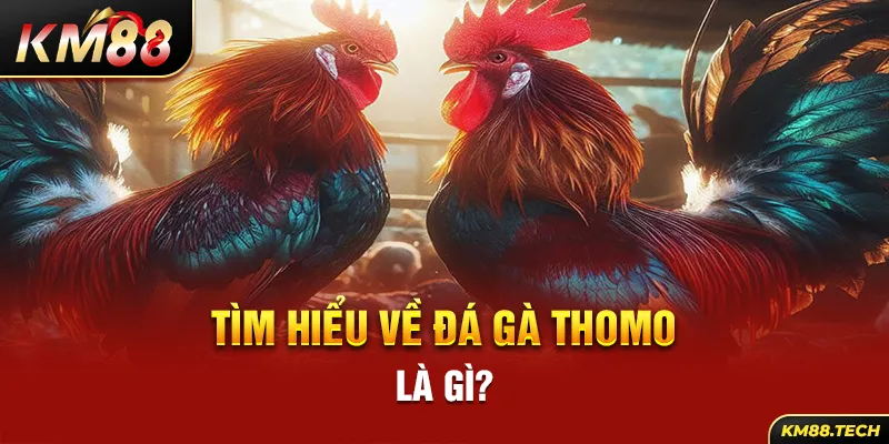 Tìm hiểu về đá gà thomo là gì?