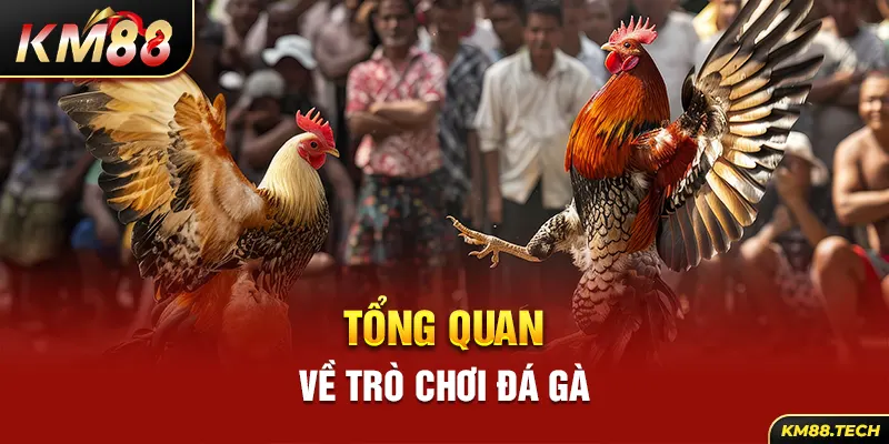 Giới thiệu về trò chơi đá gà thú vị