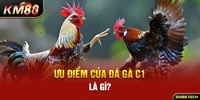 Ưu điểm của đá gà C1 là gì?