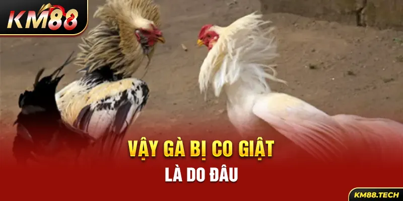 Vậy gà bị co giật là do đâu