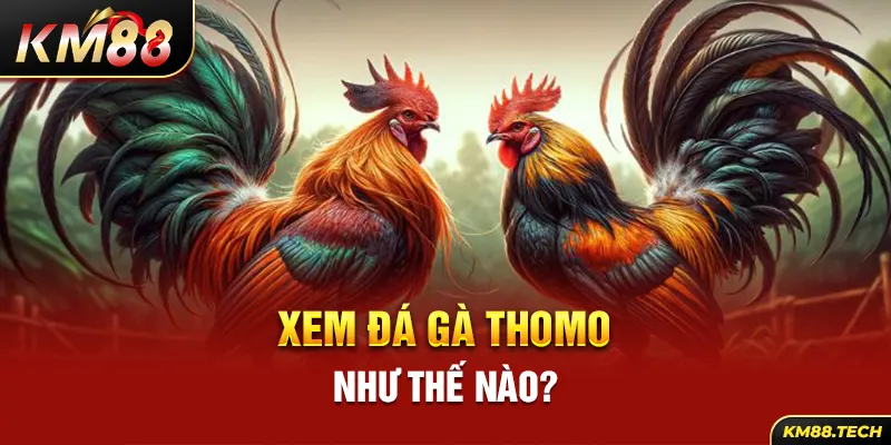 Xem đá gà thomo như thế nào?